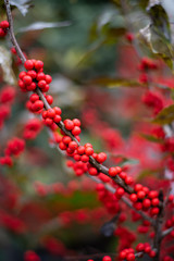Fototapeta na wymiar Red Berries on a Branch