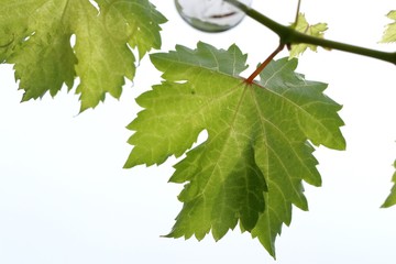 Grape leaves in the nature