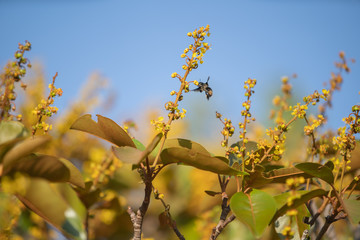 yellow flowers on tree