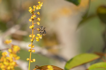 yellow flowers on tree