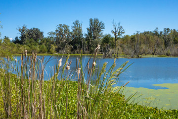 Cattails in focus in the foreground with a calm lake in the background.
