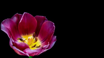 Timelapse of red tulip flower blooming on black background, - Powered by Adobe