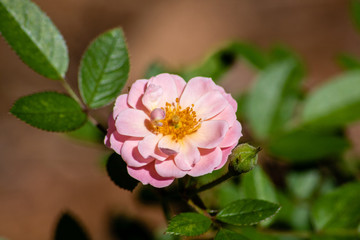 Pink roses