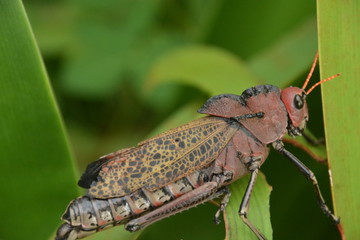 Saltamontes langosta
