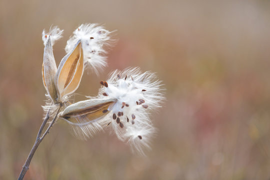 Milkweed seeds on blurry background