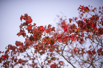 身近な紅葉