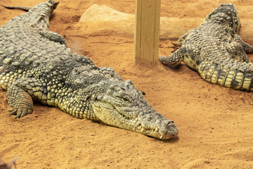 Crocodiles on land. A pair of crocodiles rests on the shore. Wild animal photography.