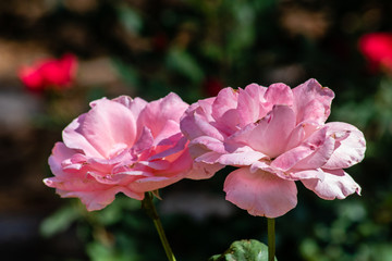 Pink roses