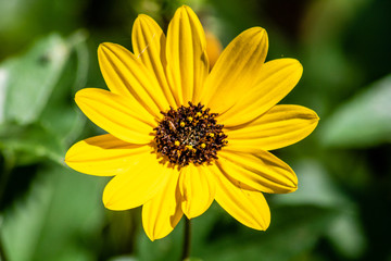 Brown eyed susan