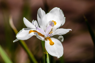 Fototapeta na wymiar White iris