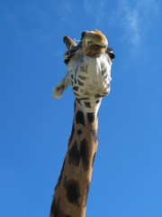 Funny Giraffe