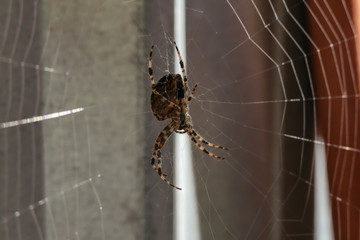 Garden spider on a web