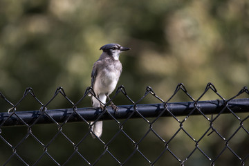 Young Blue Jay on a fence (Cyanocitta cristata)