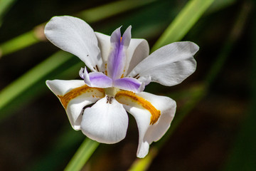 Fototapeta premium White iris