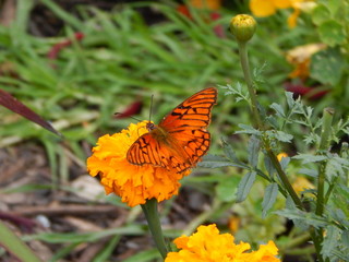 butterfly on flower