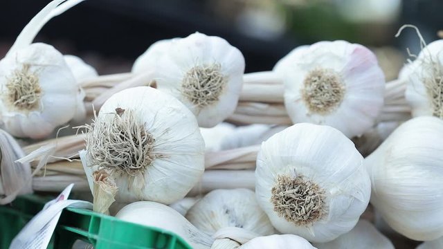 Garlic