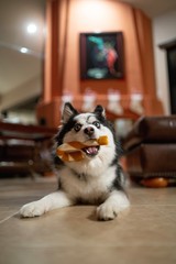 Fototapeta na wymiar Pomsky Puppy chewing Bone