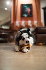 Pomsky Puppy chewing Bone