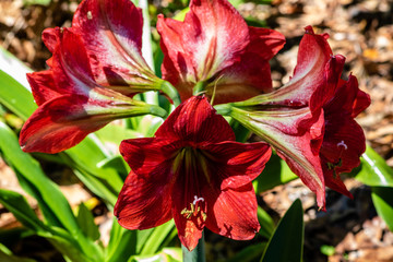 Fototapeta premium Red lily