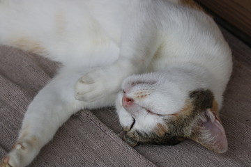 The cat is lying on a napkin in front of the shop entrance.