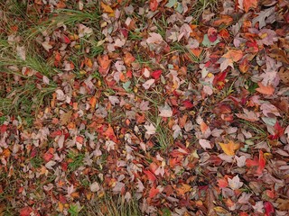 autumn leaves on ground