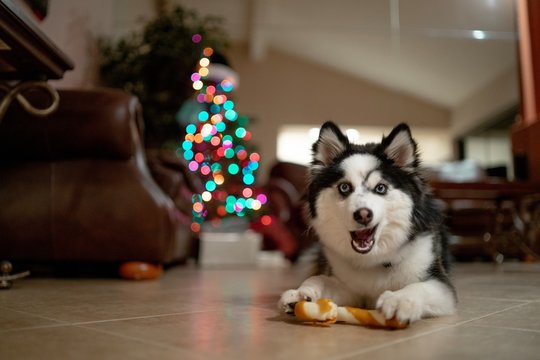 Christmas Pomsky Puppy playing with Candy Cane Bone