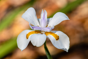 White iris