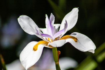 White iris