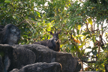 Sumatran Serow  resting on a rock