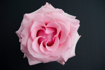 Pink rose top view showing symmetrical petal form on black background