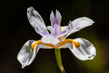 Fototapeta na wymiar White iris