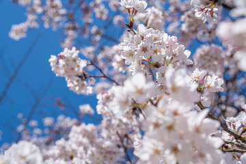 Cherry blooms