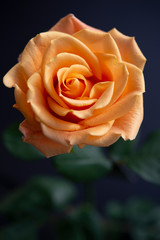 Dramatic orange rose top view on dark background