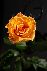Dramatic orange rose top view on dark background