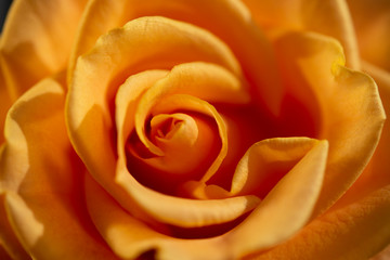 Dramatic closeup of orange rose