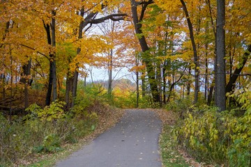 Walking trail in the serene woods in Autumn