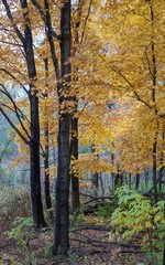 Light orange and yellow Autumn trees in a forest