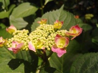 flowers in garden