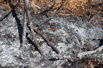 burnt wood in bonfire