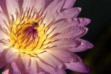 Close-up bee swarming on beautiful purple lotus's pollen.