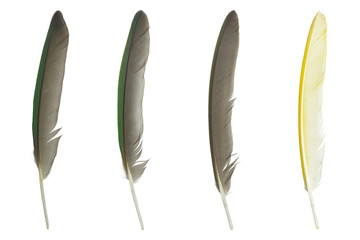 Beautiful collection parrot lovebird feather isolated on white background