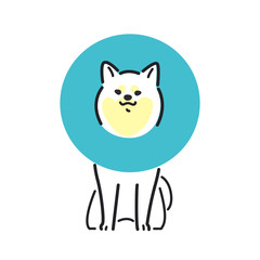 犬　ポーズ　表情　１匹　エリザベス　柴犬