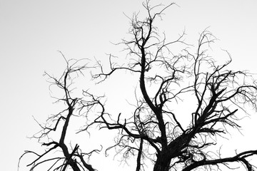 Dead tree branches in black and white