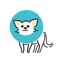 犬　ポーズ　表情　１匹　エリザベス　チワワ