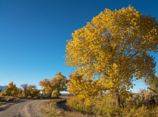 Fall colors on a rural road