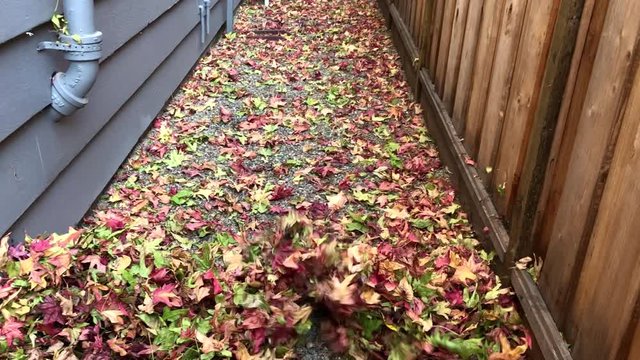 4K HD video of leaf blower blowing autumn leaves down the side yard of a gray wood  sided house, brown wood fence on right side. 