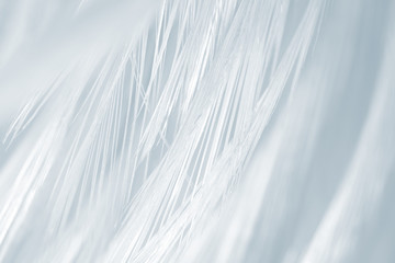 Obraz premium Beautiful White - Baby blue colors tone feather texture background