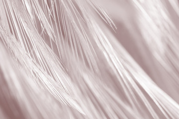 Beautiful white-brown feather texture background