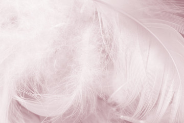 Beautiful fluffy white mauve mist colors tone feather texture background
