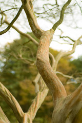 The natural and beautiful form of the tree